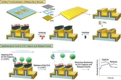 Preview of Thermally Modulated Metasurface Sensor for Dynamic and Time-Resolved Isolation of Extracellular Vesicles
