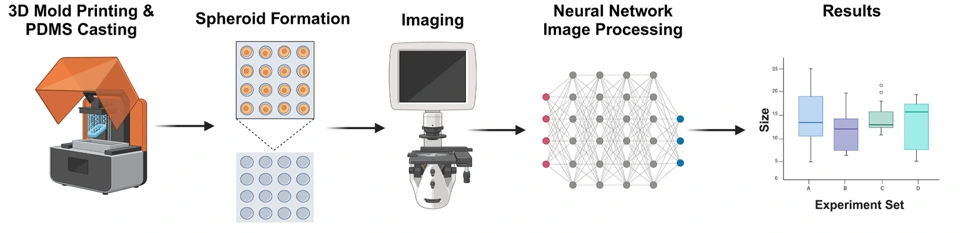 Preview of SpAi: A Machine-learning Supported Experimental Workflow for High-throughput Spheroid Production and Analysis