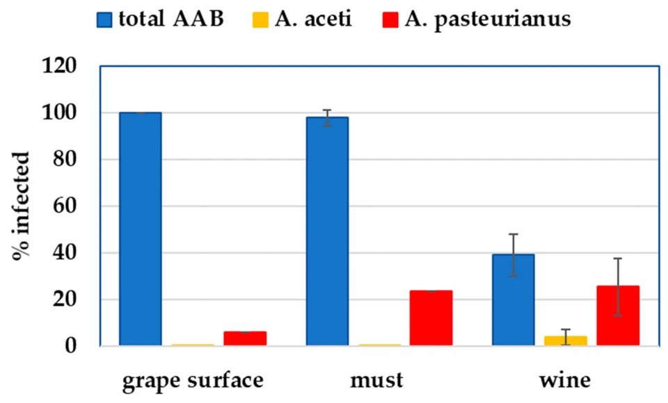 Preview of Molecular Detection of Acetobacter aceti and Acetobacter pasteurianus at Different Stages of Wine Production