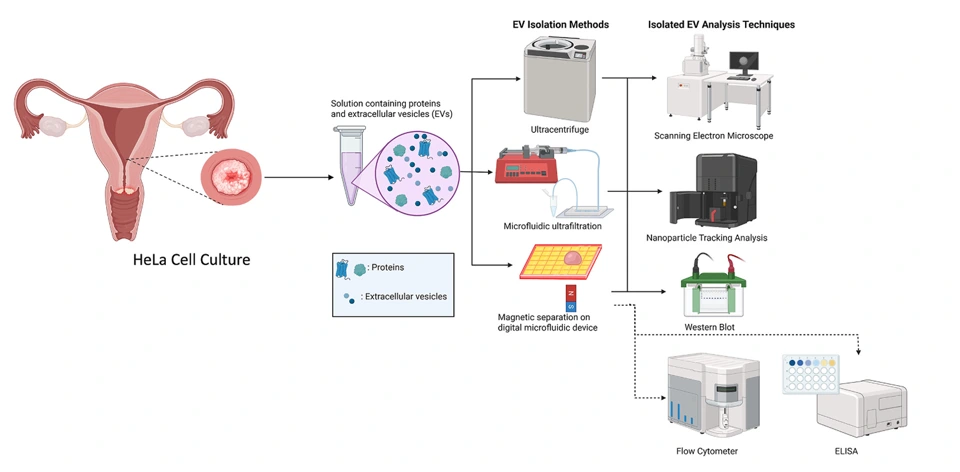 Preview of An off-the-shelf digital microfluidic platform for integrated extracellular vesicle isolation and detection