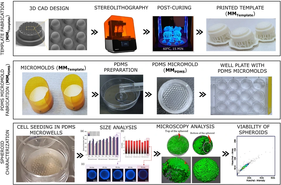 Preview of Monte Carlo simulation‐guided design for size‐tuned tumor spheroid formation in 3D printed microwells