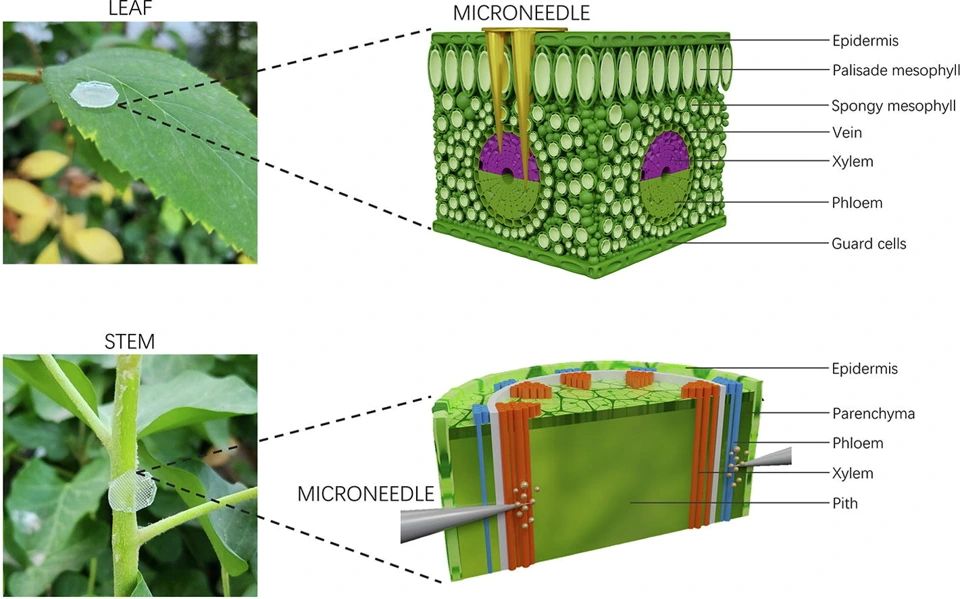 Preview of Microneedle Technology as a New Standpoint in Agriculture: Treatment and Sensing
