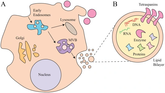 Preview of The Yin and Yang of Exosome Isolation Methods: Conventional Practice, Microfluidics, and Commercial KitsShirejini, S.Z., Inci, F.