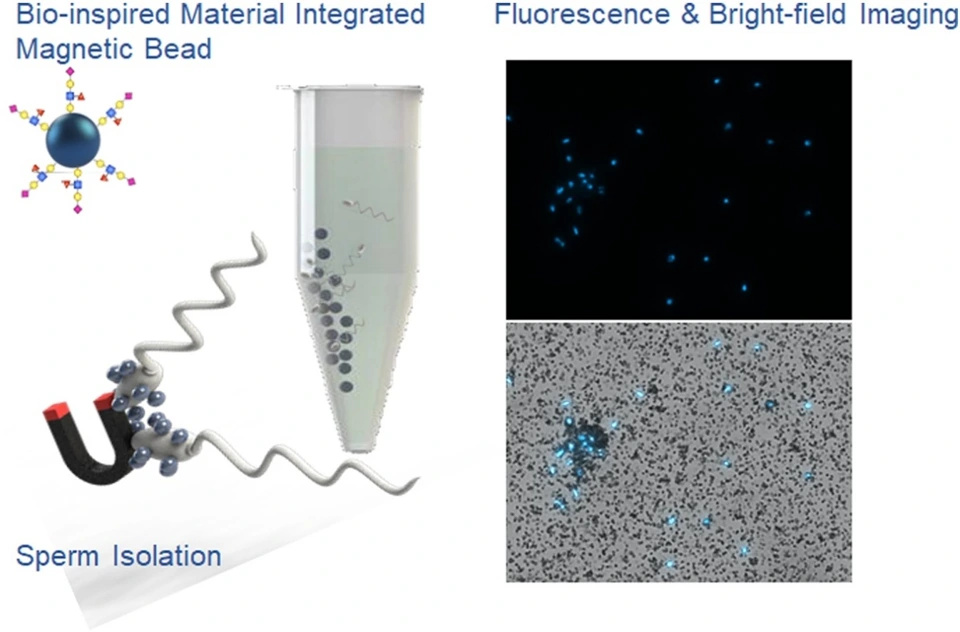 Preview of Bio-Inspired Magnetic Beads for Isolation of Sperm from Heterogenous Samples in Forensic Applications