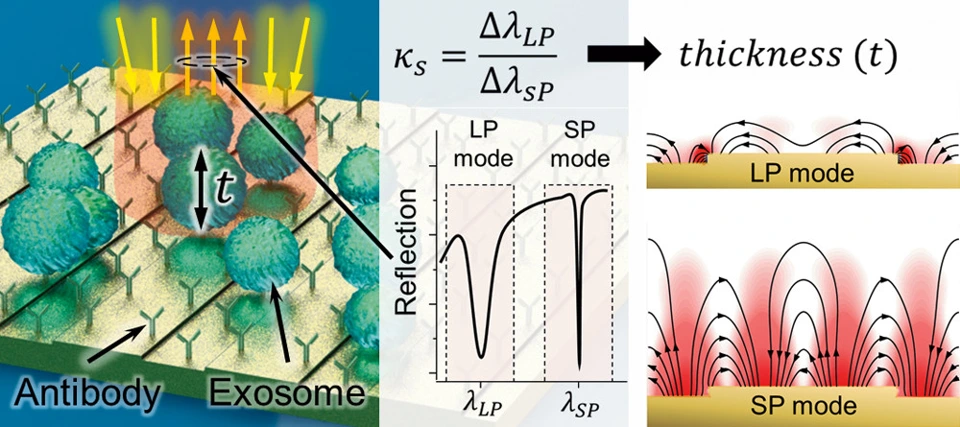 Preview of Entangled Nanoplasmonic Cavities for Estimating Thickness of Surface Adsorbed Layers