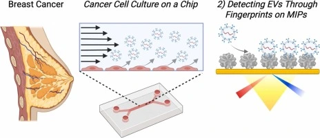 Preview of Decoding tumor microenvironment-derived extracellular vesicles with molecularly imprinted polymer biosensors