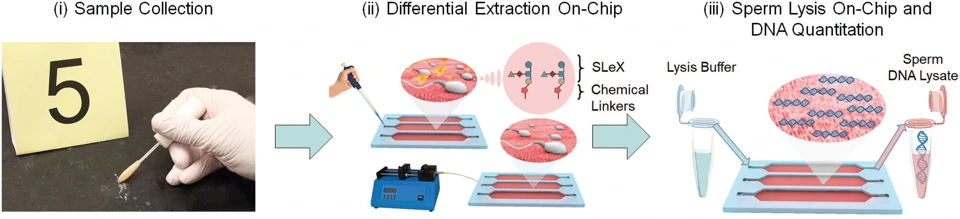 Preview of A novel on-chip method for differential extraction of sperm in forensic cases