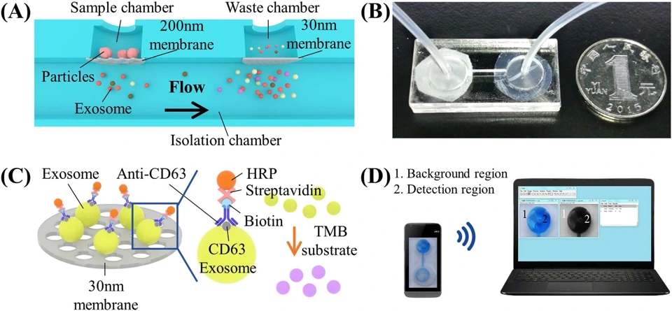 Preview of An integrated double-filtration microfluidic device for isolation, enrichment and quantification of urinary extracellular vesicles for detection of bladder cancer