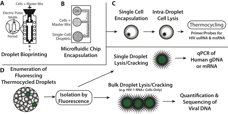Preview of High-throughput Characterization of HIV-1 Reservoir Reactivation Using a Single-Cell-in-Droplet PCR Assay