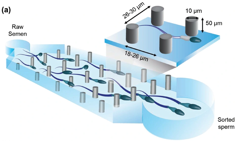 Preview of Guidance and Self-Sorting of Active Swimmers: 3D Periodic Arrays Increase Persistence Length of Human Sperm Selecting for the Fittest