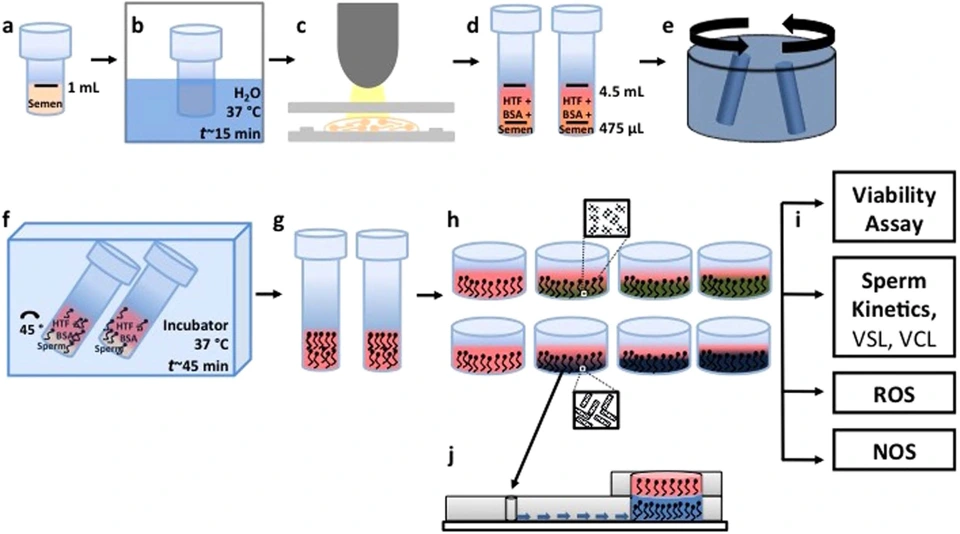 Preview of Toxicology Study of Single-walled Carbon Nanotubes and Reduced Graphene Oxide in Human Sperm