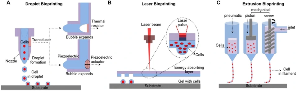 Preview of Towards Artificial Tissue Models: Past, Present, and Future of 3D Bioprinting