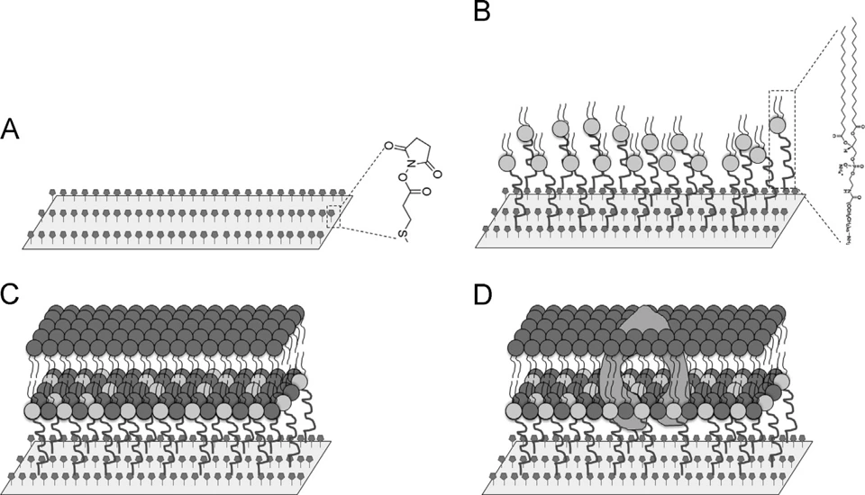 Preview of Construction of P-glycoprotein Incorporated Tethered Lipid Bilayer Membranes
