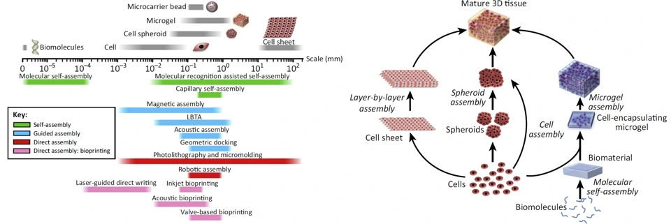 Preview of Multiscale assembly for tissue engineering and regenerative medicine