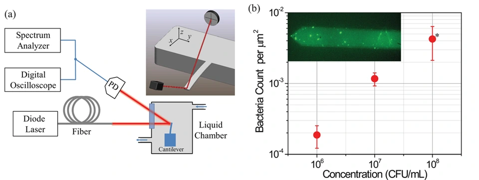 Preview of Nanomechanical motion of Escherichia coli adhered to a surface