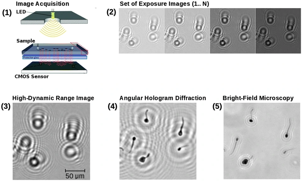 Preview of Portable Digital In-line Holography Platform for Sperm Cell Visualization and Quantification