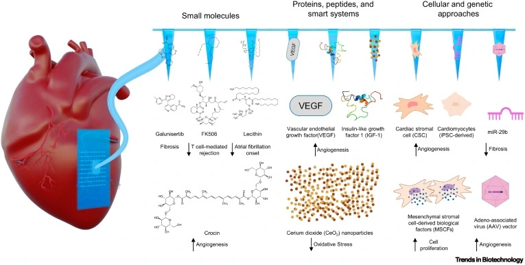 Preview of Therapeutic Microneedles for Myocardial Repair