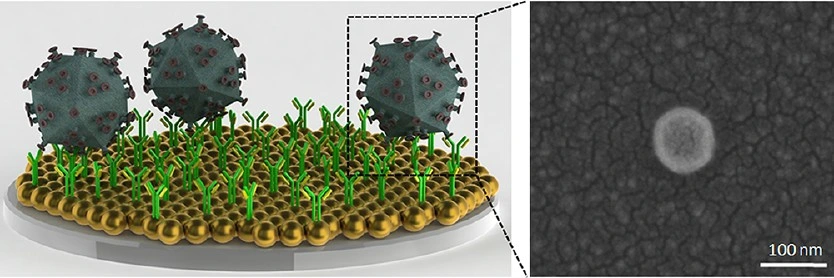 Preview of Nanoplasmonic quantitative detection of intact viruses from unprocessed whole blood