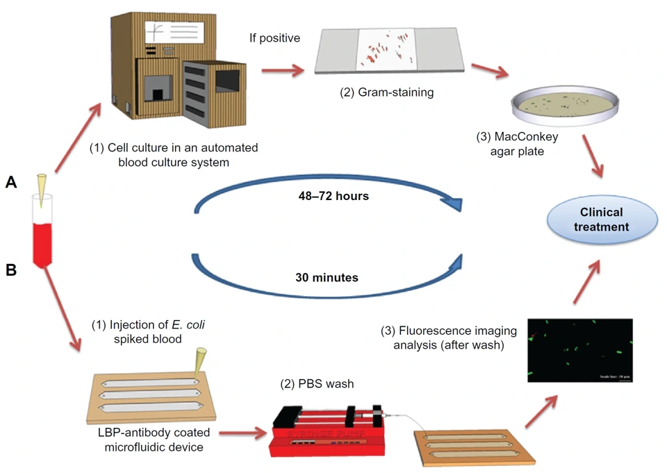Preview of Portable microfluidic chip for detection of Escherichia coli in produce and blood