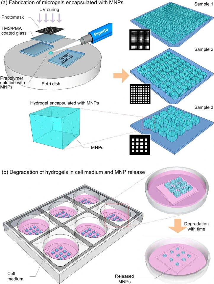 Preview of Release of magnetic nanoparticles from cell-encapsulating biodegradable Nanobiomaterials