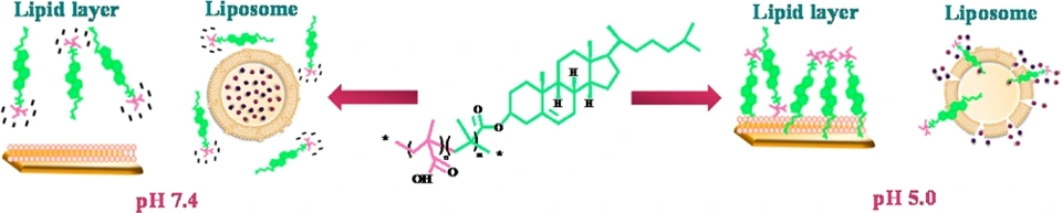 Preview of Well-Defined Cholesterol Polymers with pH-Dependent Lipid Membrane Switching Activity